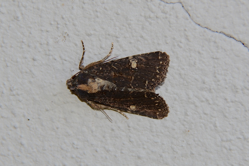 Acronicta megacephala?  No, Mesapamea secalis/secalella (Noctuidae)